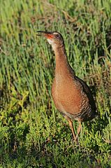 Ridgway's Rail